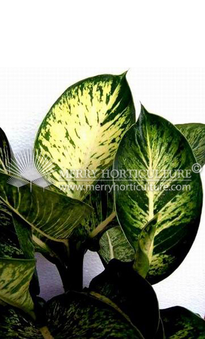 Dieffenbachia sublime